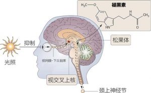 褪黑素有助睡眠，但可别乱用了