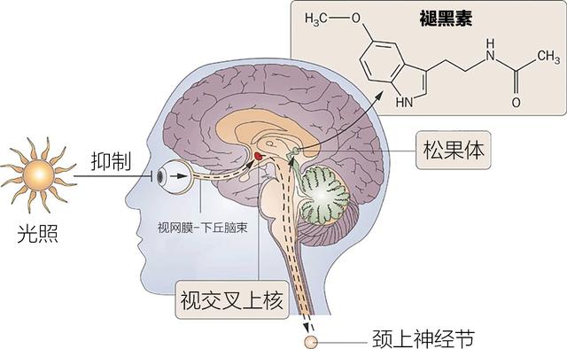 褪黑素有助睡眠,但可别乱用了