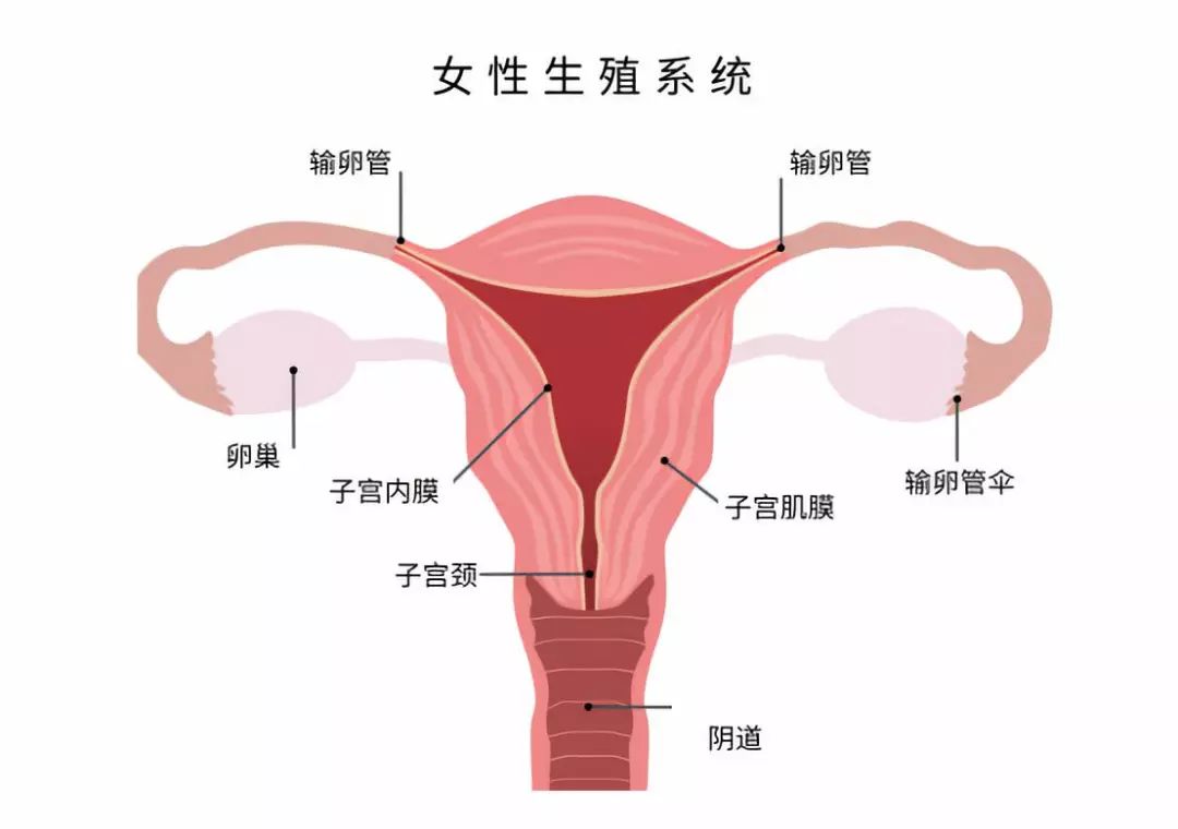 维生素E对女性三个特殊时期的作用