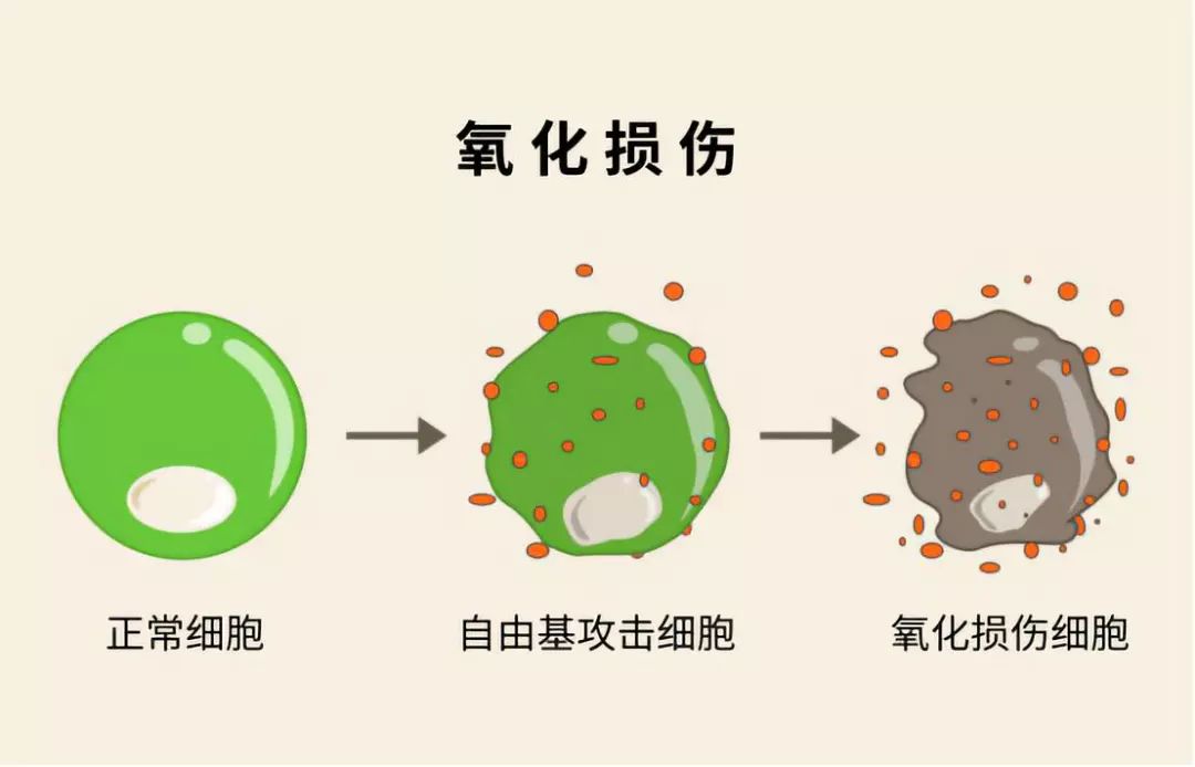 维生素E对女性三个特殊时期的作用