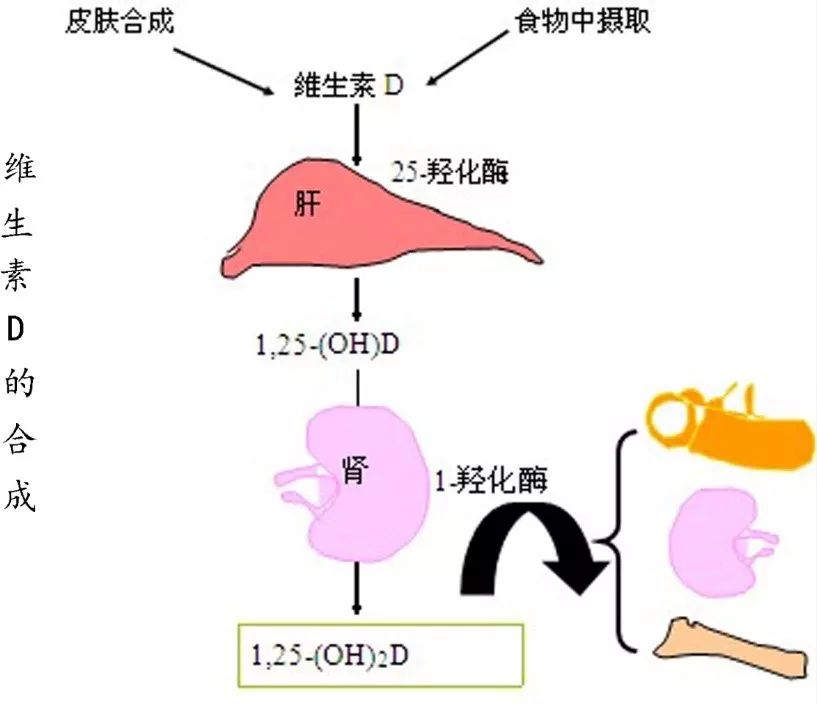 如何正确补充维生素D？